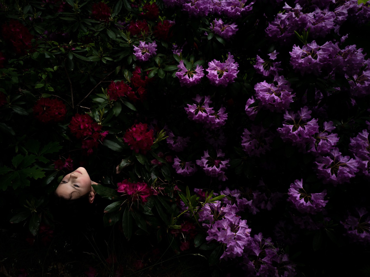 Cig Harvey, Rhododendrons /Scout), Camden, 2022