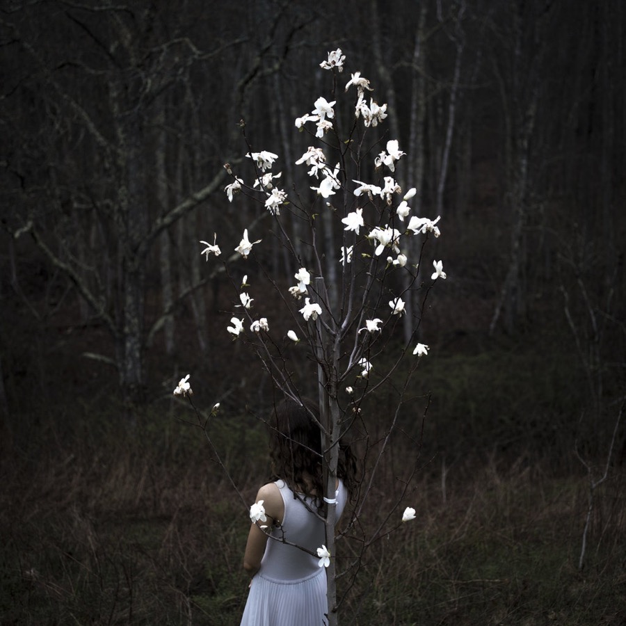 Cig Harvey, Magnolia Tree, Rockport, Maine, 2017