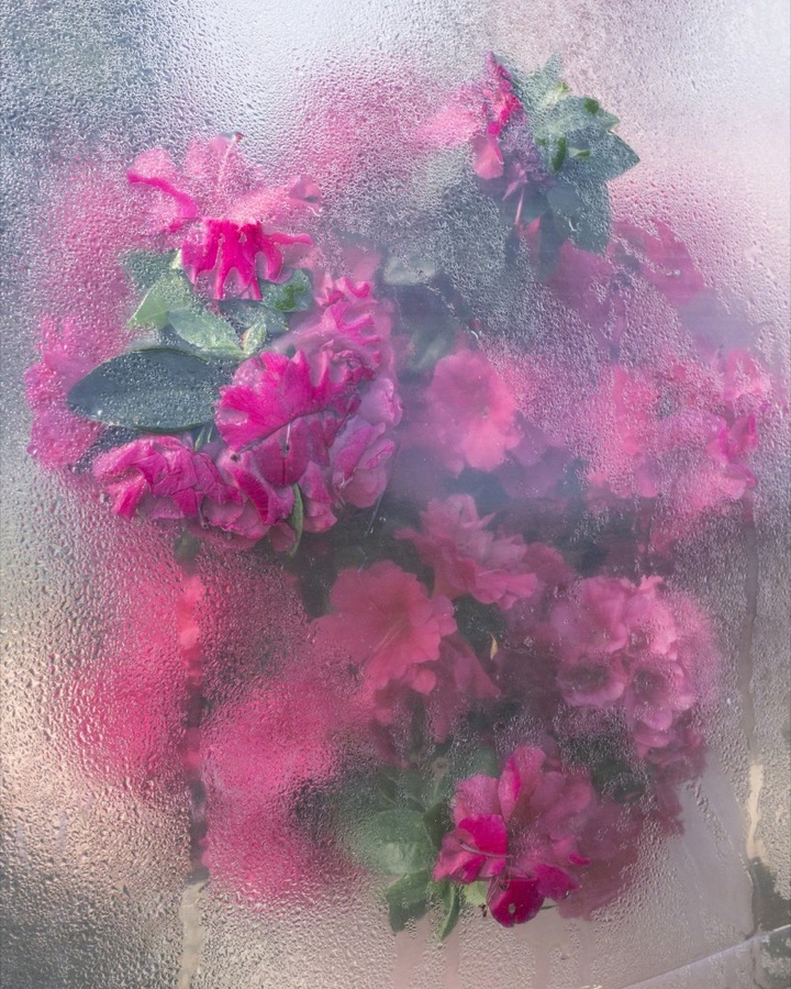 Cig Harvey, Azaleas Pressing, Rockport, Maine, 2018