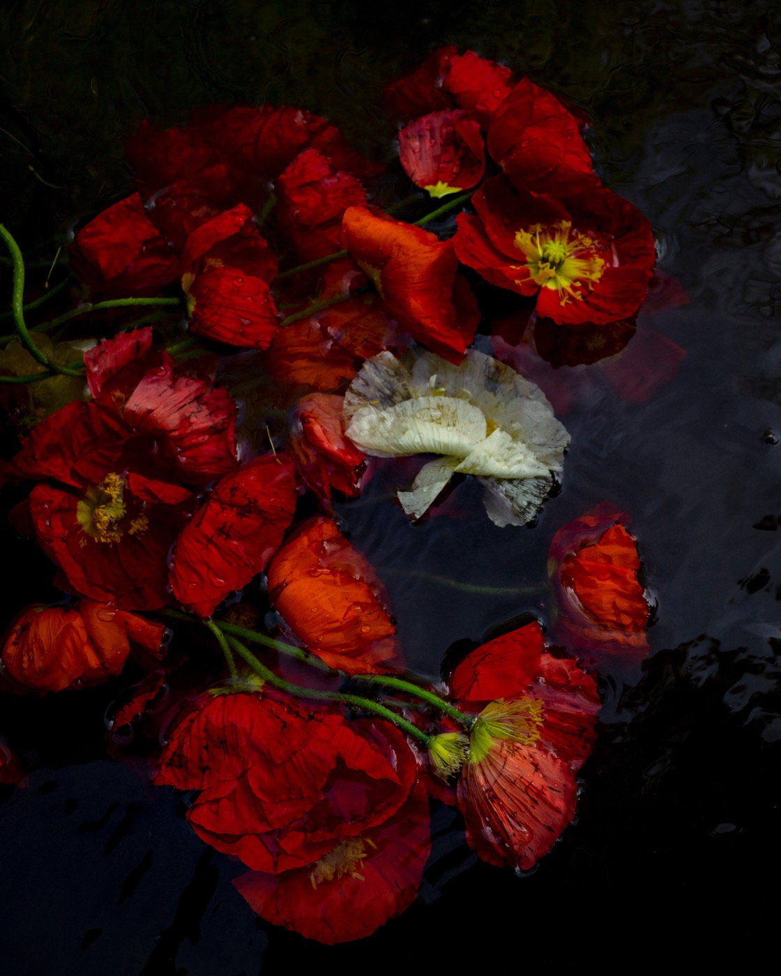 Cig Harvey, Poppies (Sinking), Rockport, Maine, 2020