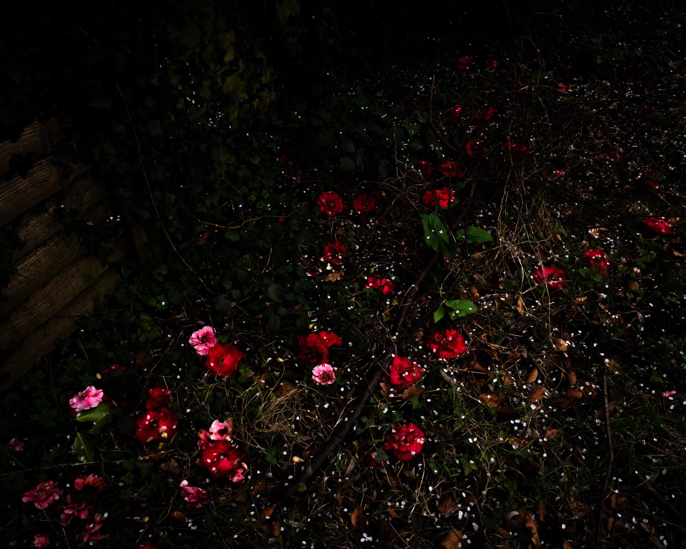 Cig Harvey, Hawthorn Blossoms & Camelias, Devon, England, 2024