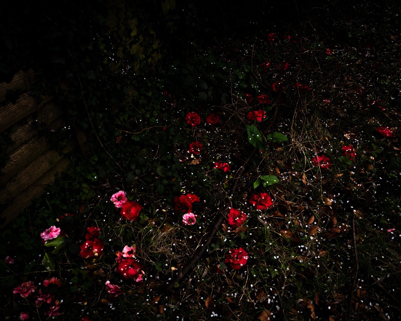 Cig Harvey, Hawthorn Blossoms & Camelias, Devon, England, 2024