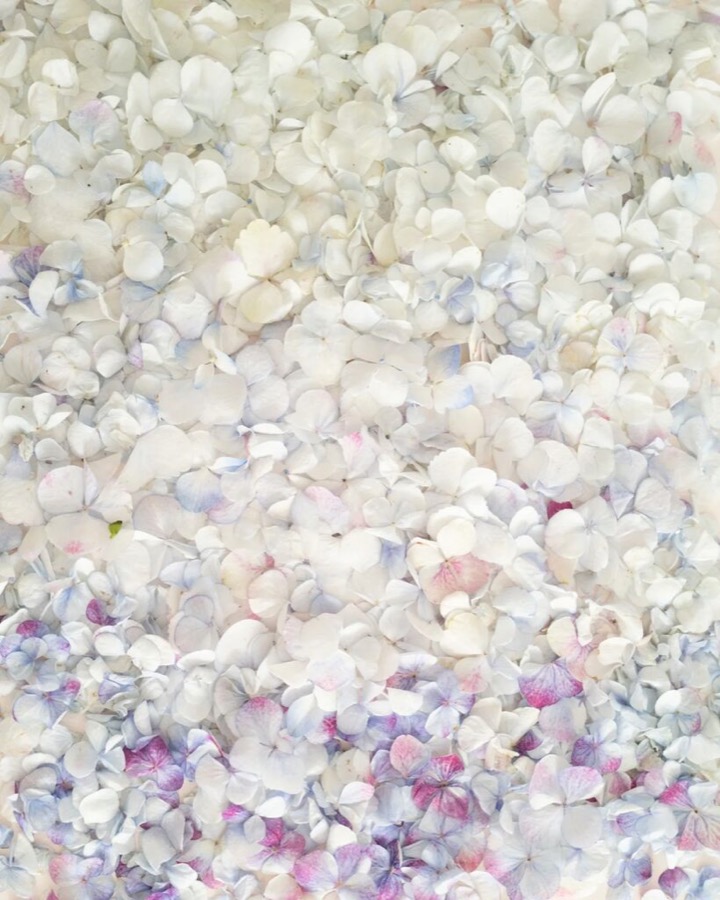 Cig Harvey, Ombred Hydrangea Petals, 2021