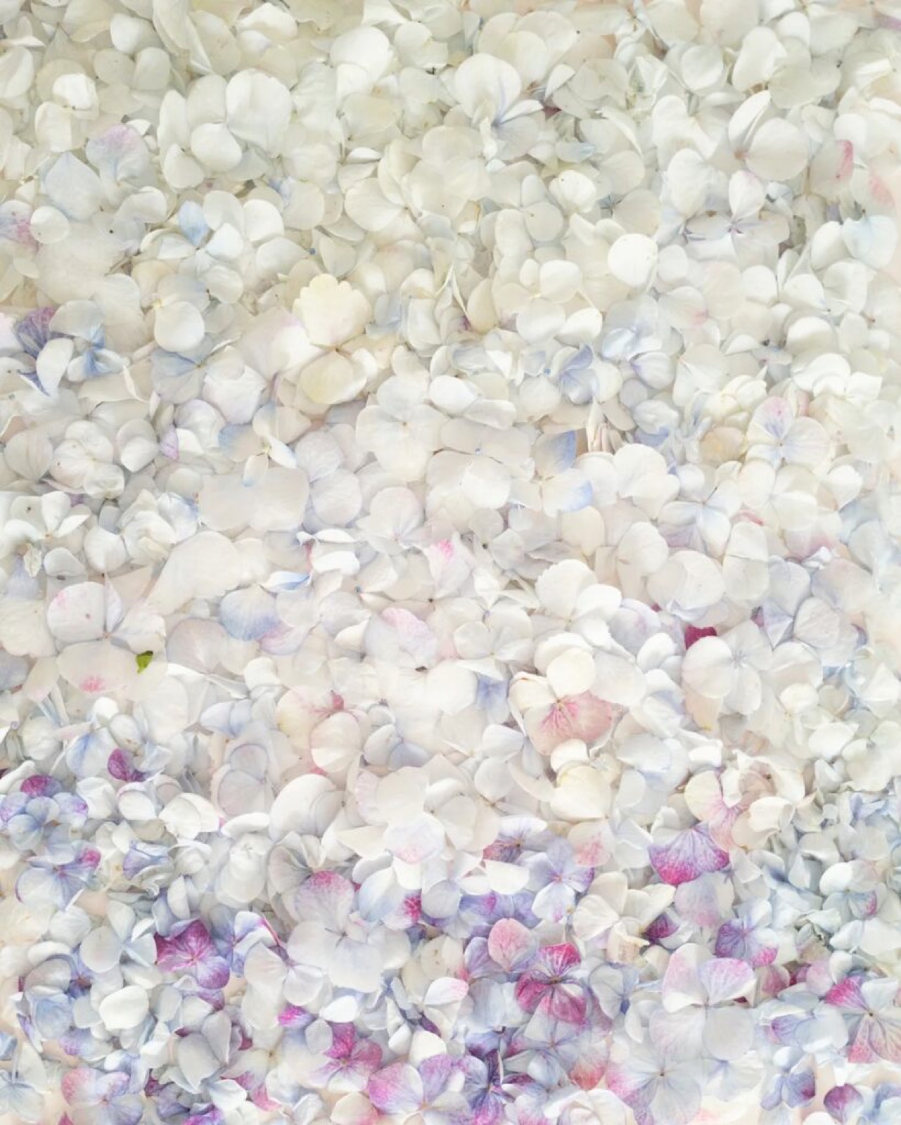 Cig Harvey, Ombred Hydrangea Petals, 2021