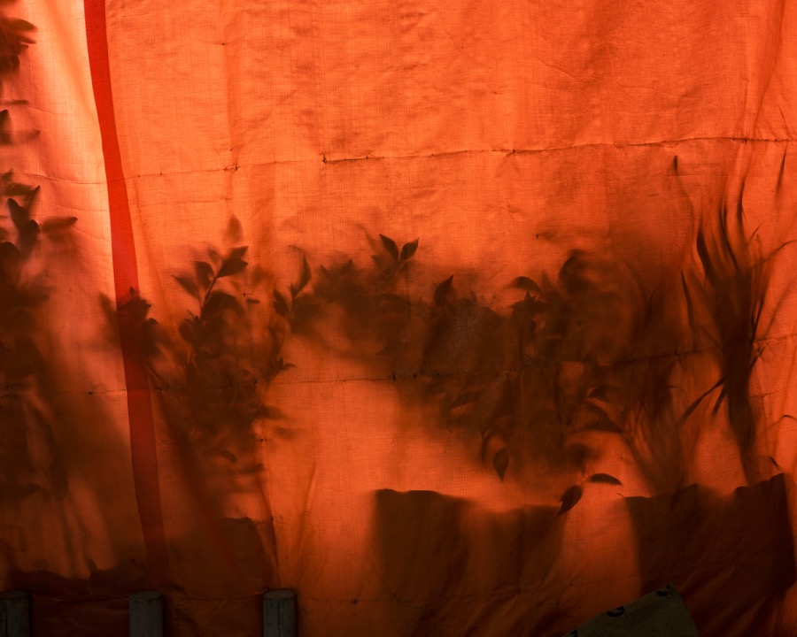 Cig Harvey, Orange Tarp, Flower Market, Mexico, 2020