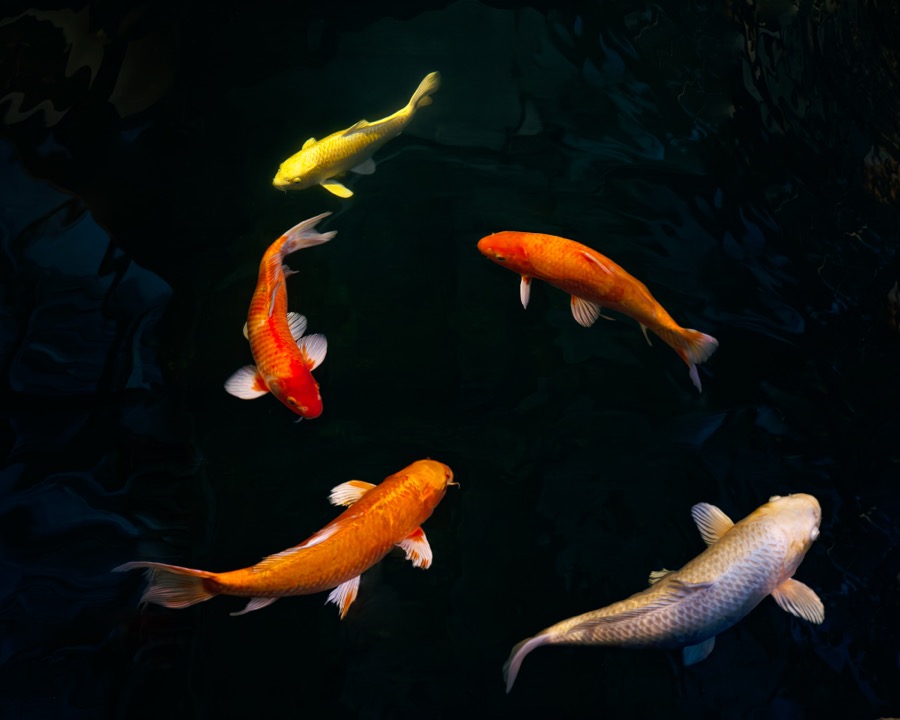 Cig Harvey, Five Koi, Japan, 2023
