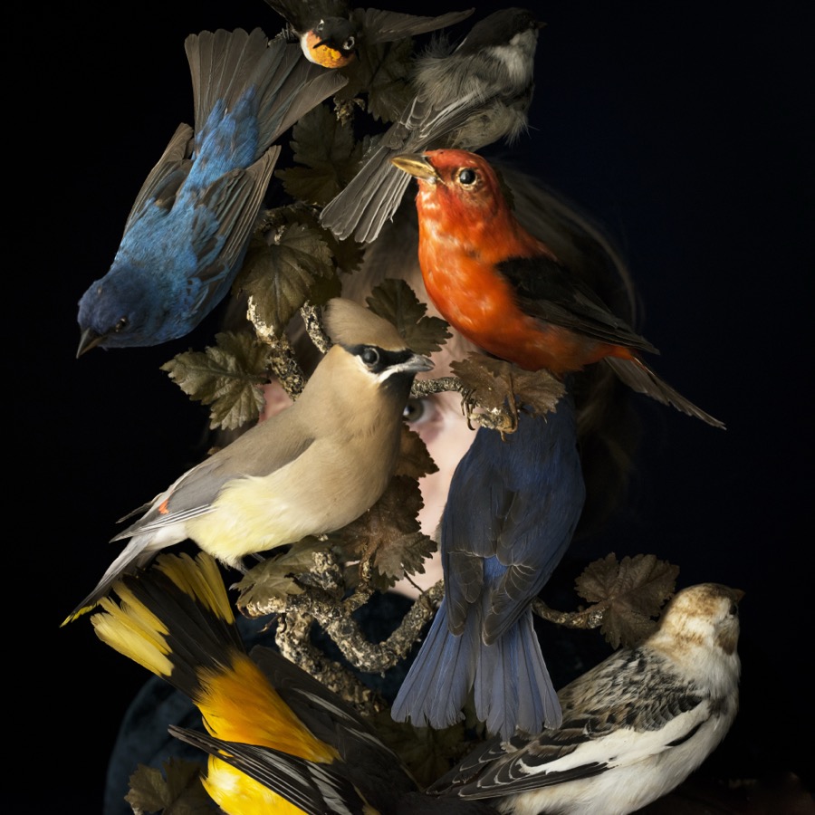 Cig Harvey, Birds of New England, Rockport, Maine, 2016