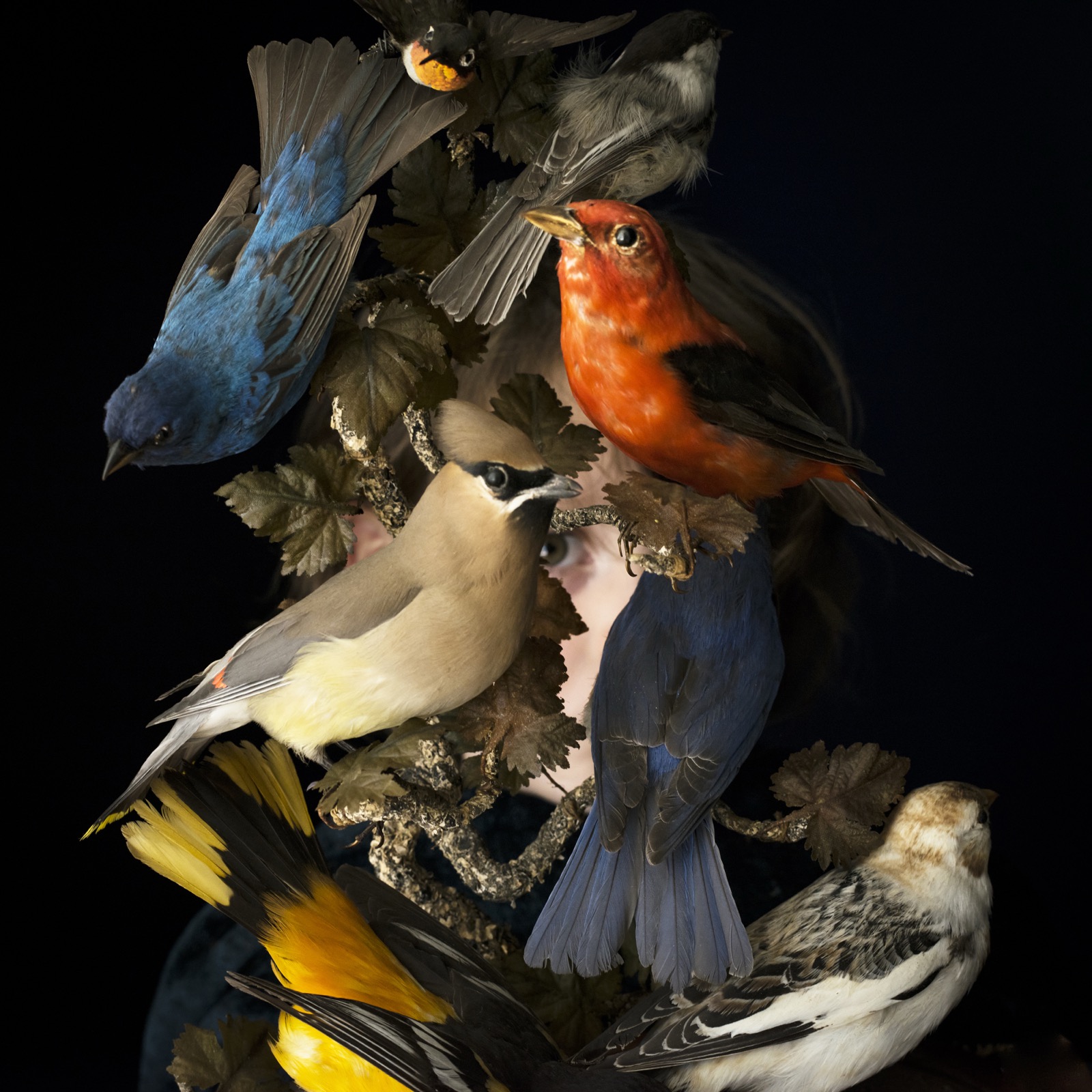 Cig Harvey, Birds of New England, Rockport, Maine, 2016
