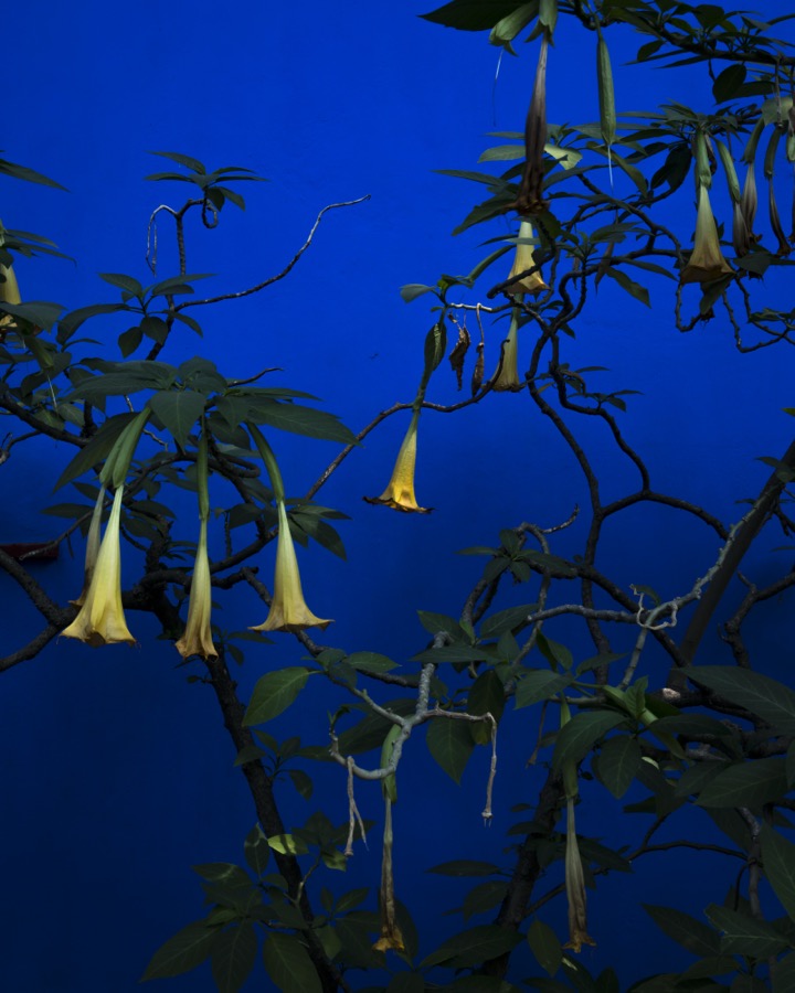 Cig Harvey, Angel Trumpets, Mexico, 2019