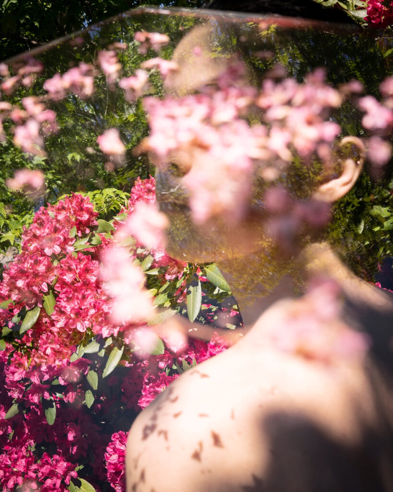Cig Harvey, All the Rhododendrons, Camden, Maine, 2019