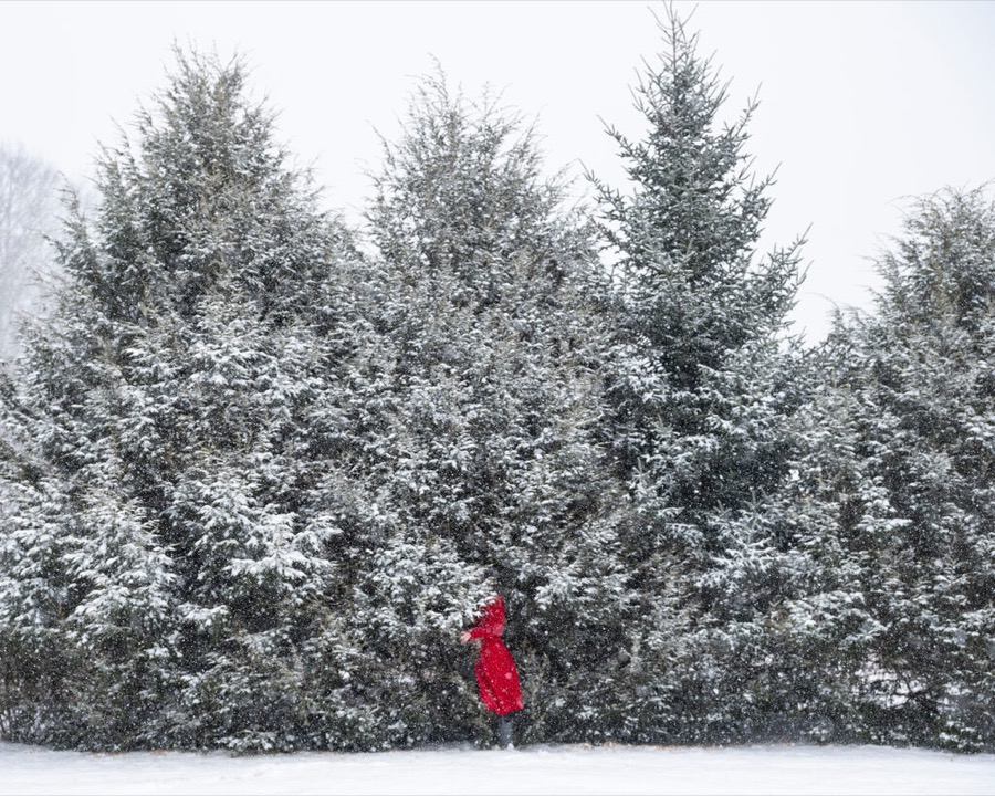 Cig Harvey, Fir Trees, Rockport, Maine, 2021