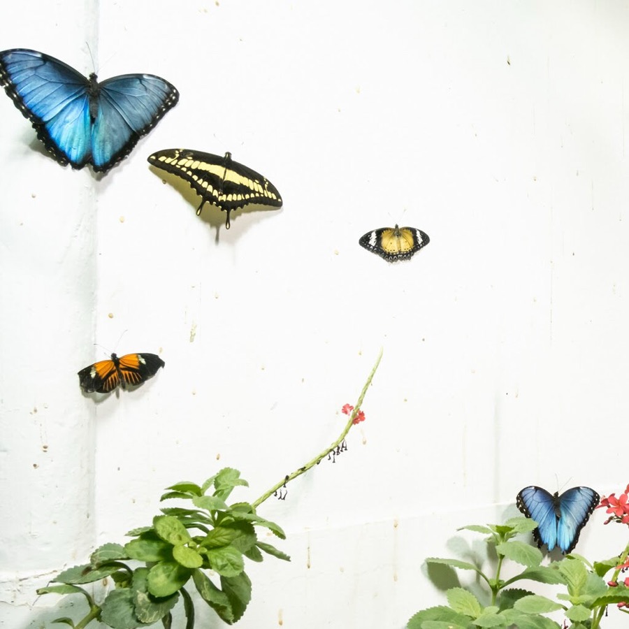 Cig Harvey, Five Butterflies, Rockport, Maine, 2015