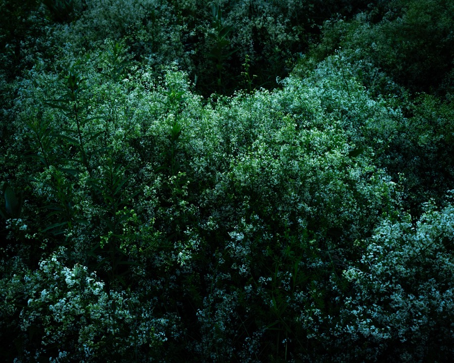 Cig Harvey, The Meuse (Deer), Rockport, Maine, 2021