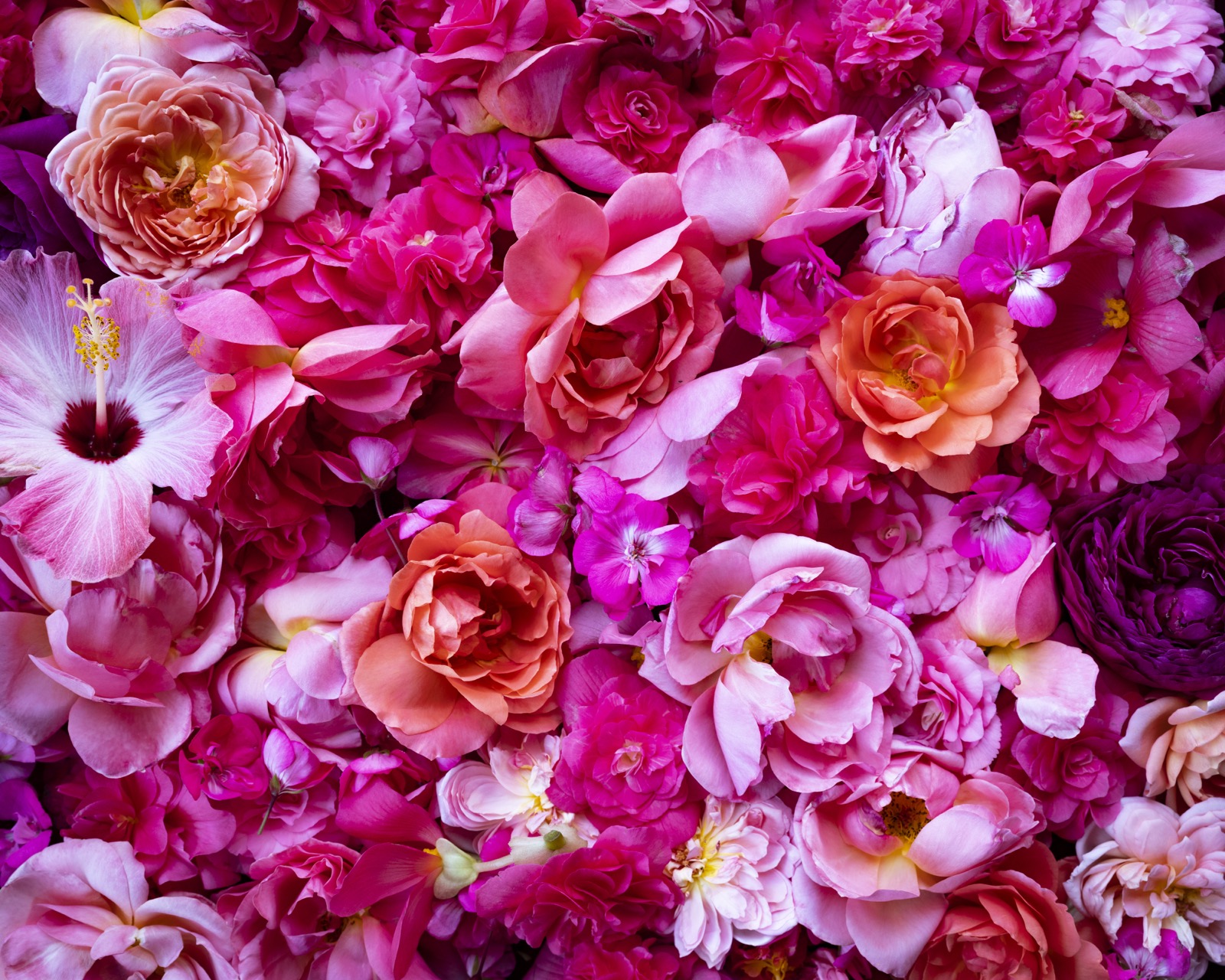 Cig Harvey, All the Pink Flowers, Rockport, Maine, 2020