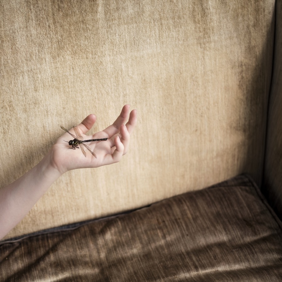 Cig Harvey, Dragonfly, Rockland, Maine, 2015