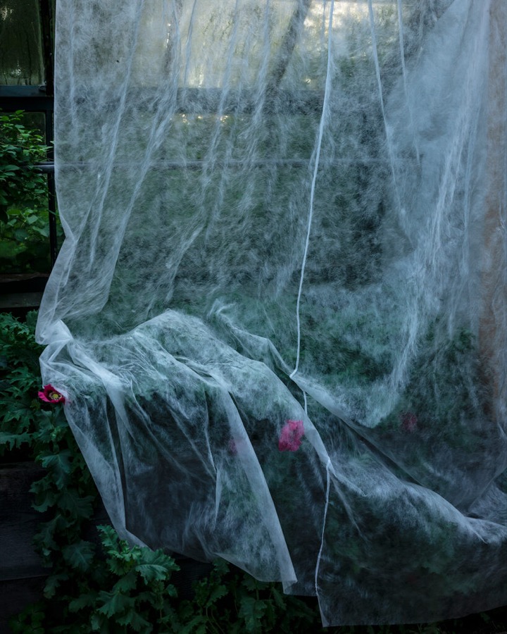Cig Harvey, The Greenhouse (Kale and Poppies), Hope, Maine, 2020
