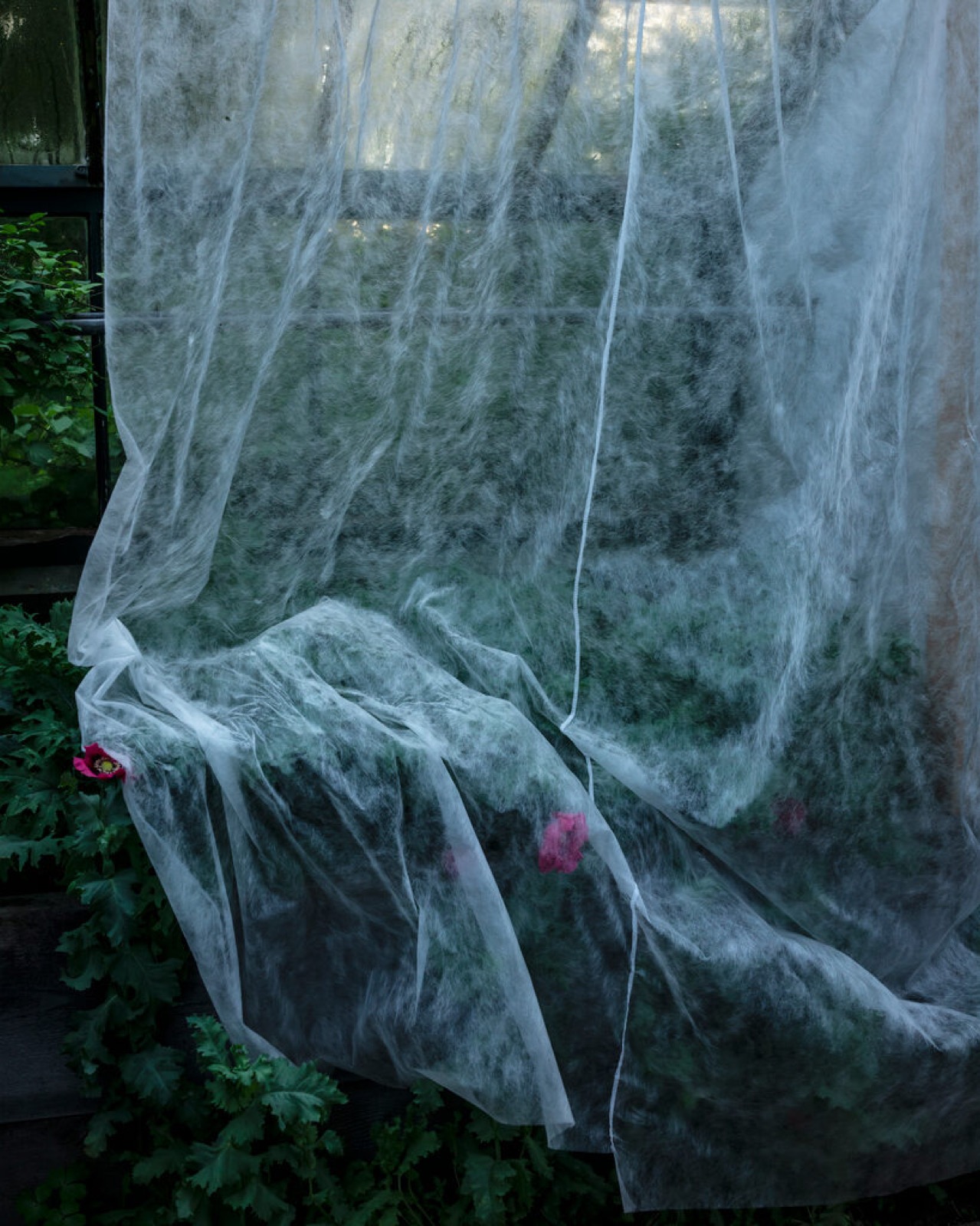 Cig Harvey, The Greenhouse (Kale and Poppies), Hope, Maine, 2020