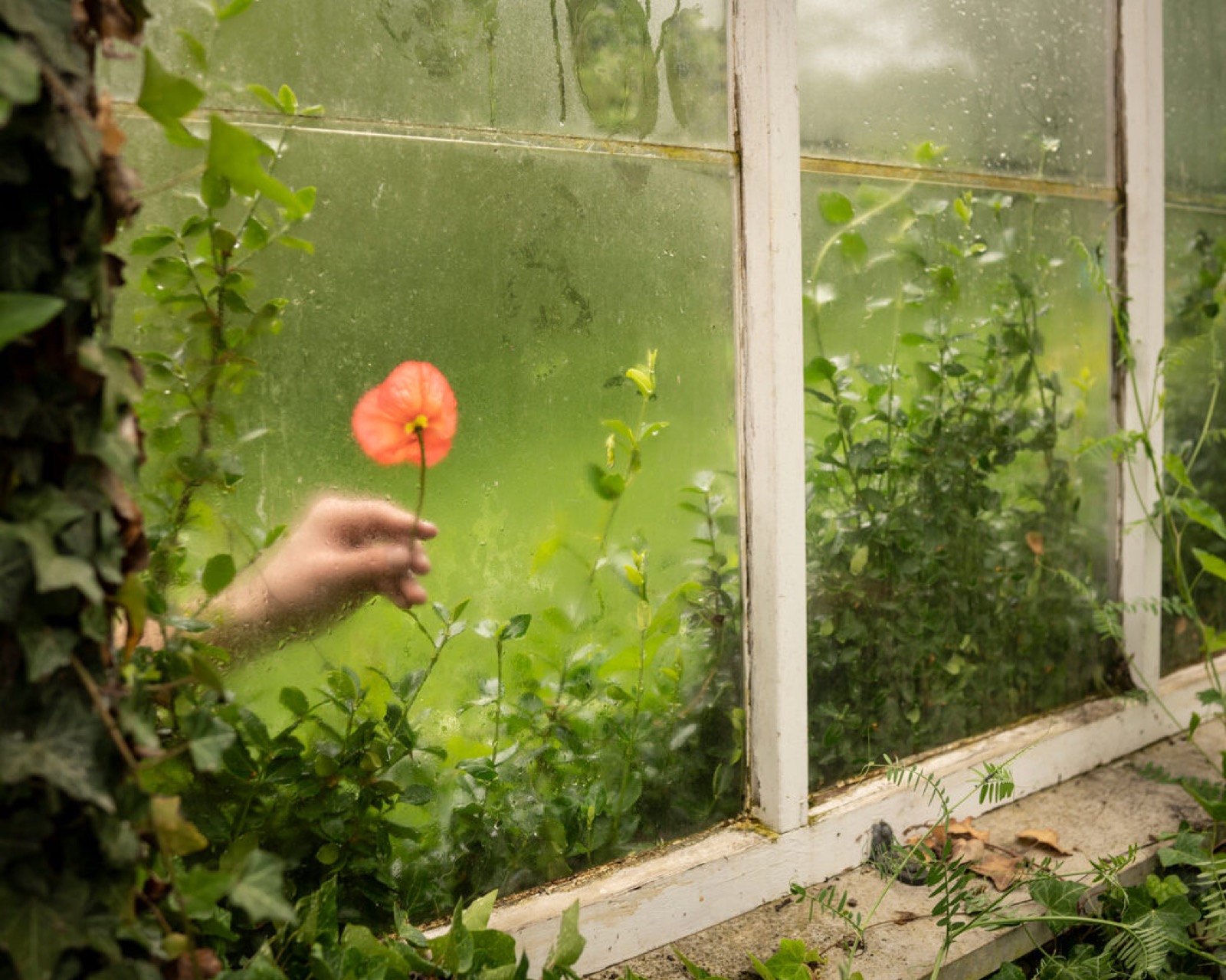 Cig Harvey, The Poppy and the Greenhouse, Camden, Maine, 2019