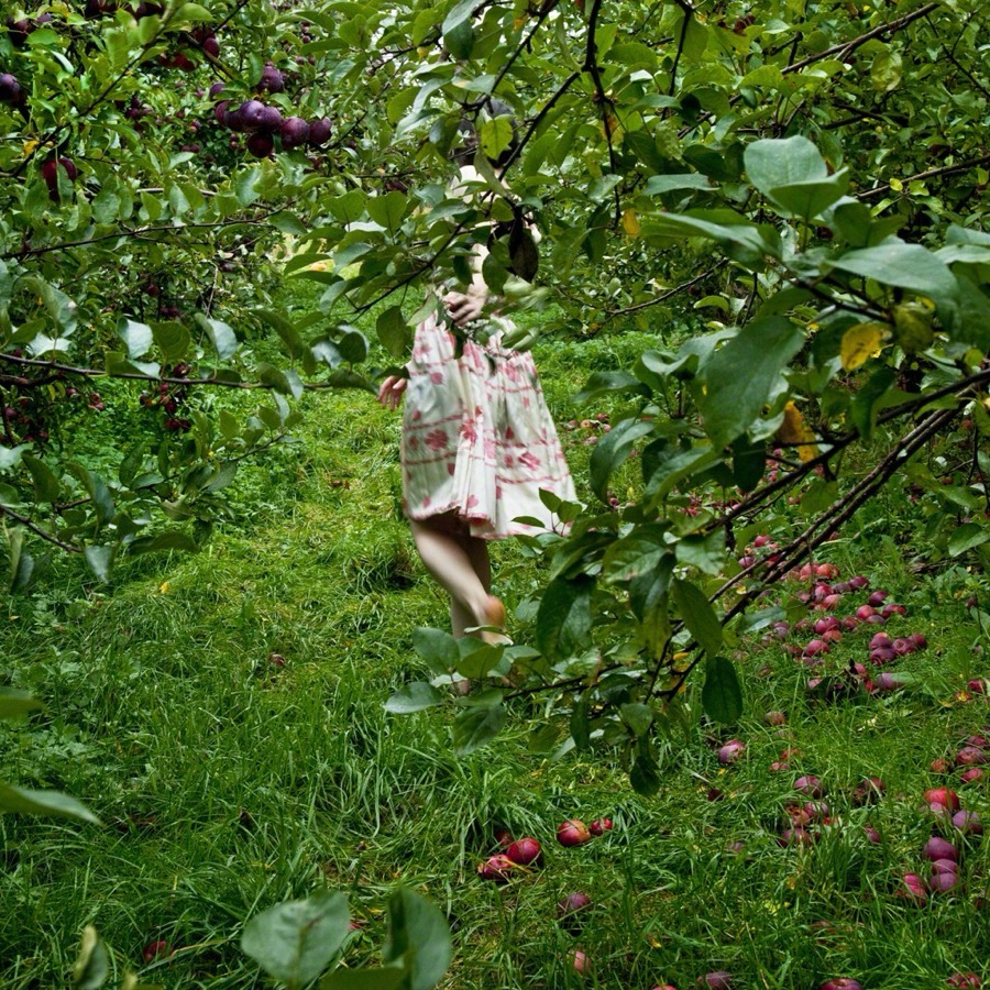 Cig Harvey, The Orchard, Warren, Maine, 2012