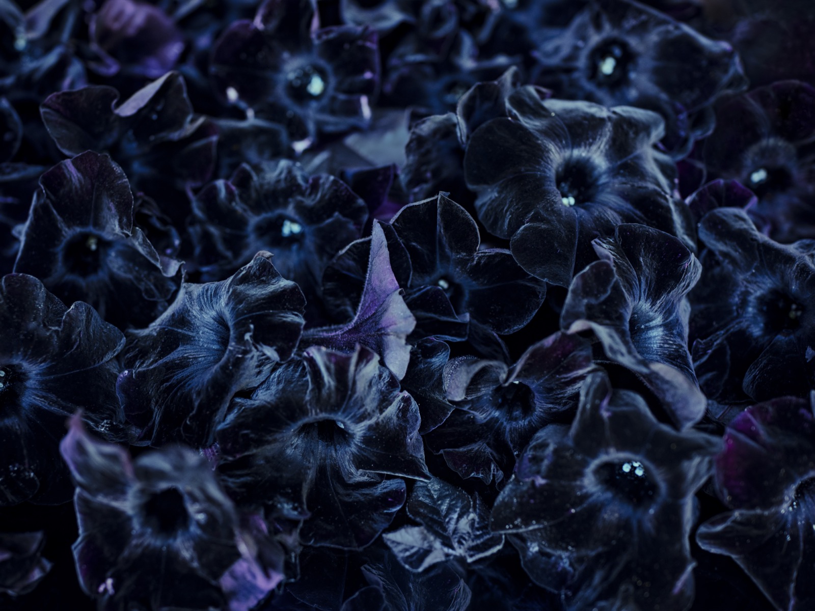 Cig Harvey, Petunias, Rockport, Maine, 2020
