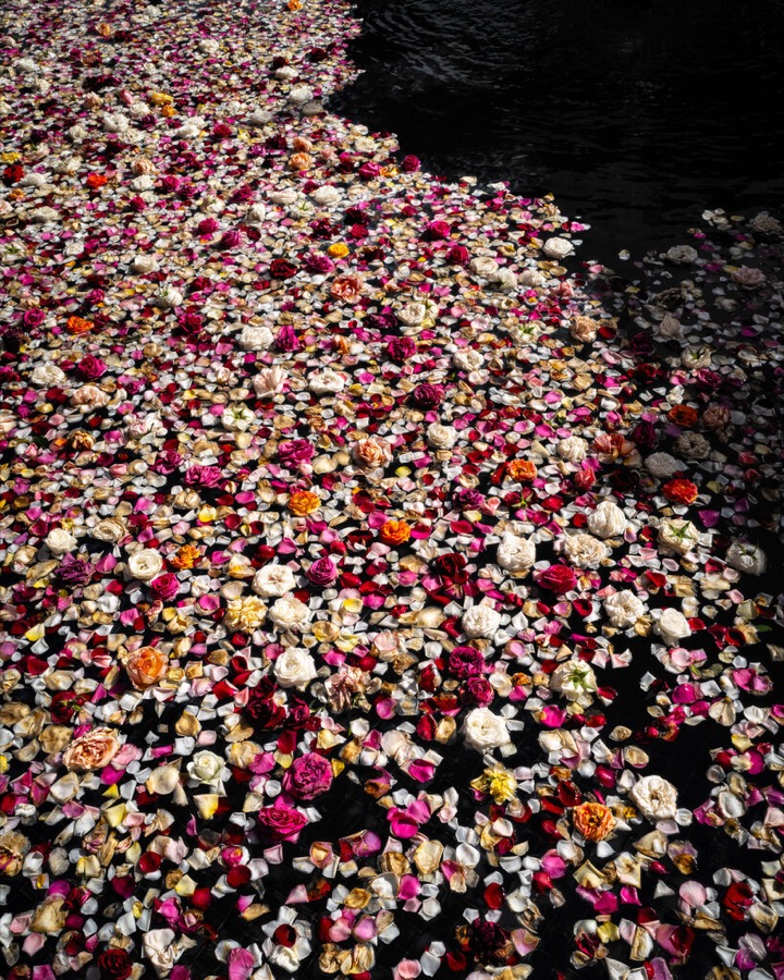 Cig Harvey, Roses (Floating), Lincolnville, Maine, 2019