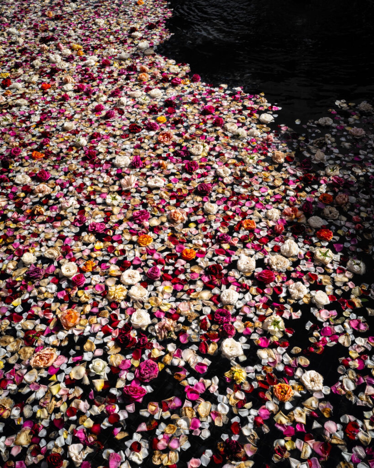 Cig Harvey, Roses (Floating), Lincolnville, Maine, 2019