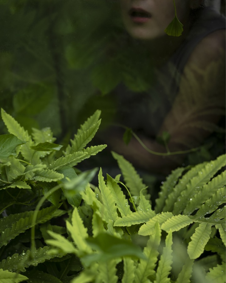 Cig Harvey, New Ferns, Camden, Maine, 2019
