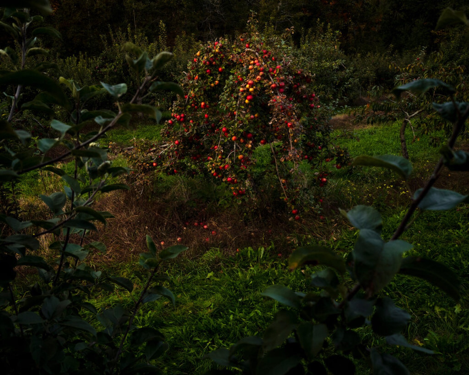 Cig Harvey, Apple Tree, Last Light, 2023