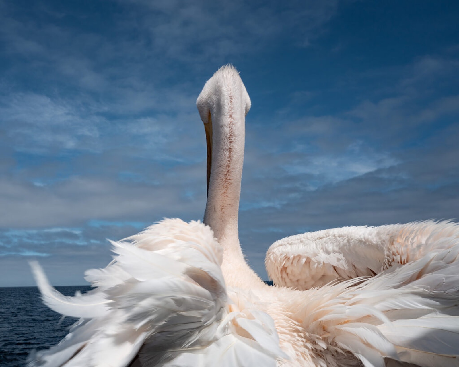 Cig Harvey, Diving Petrel, 2026