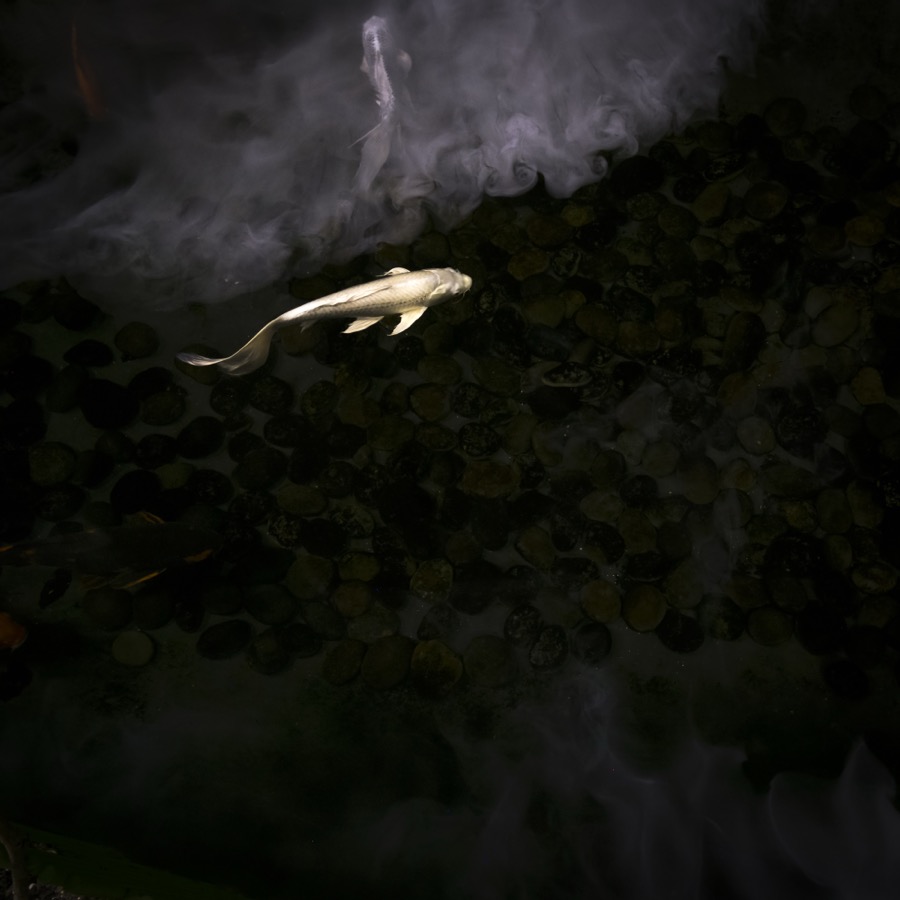 Cig Harvey, Gold & Silver Koi, New Orleans, Louisianna, 2015