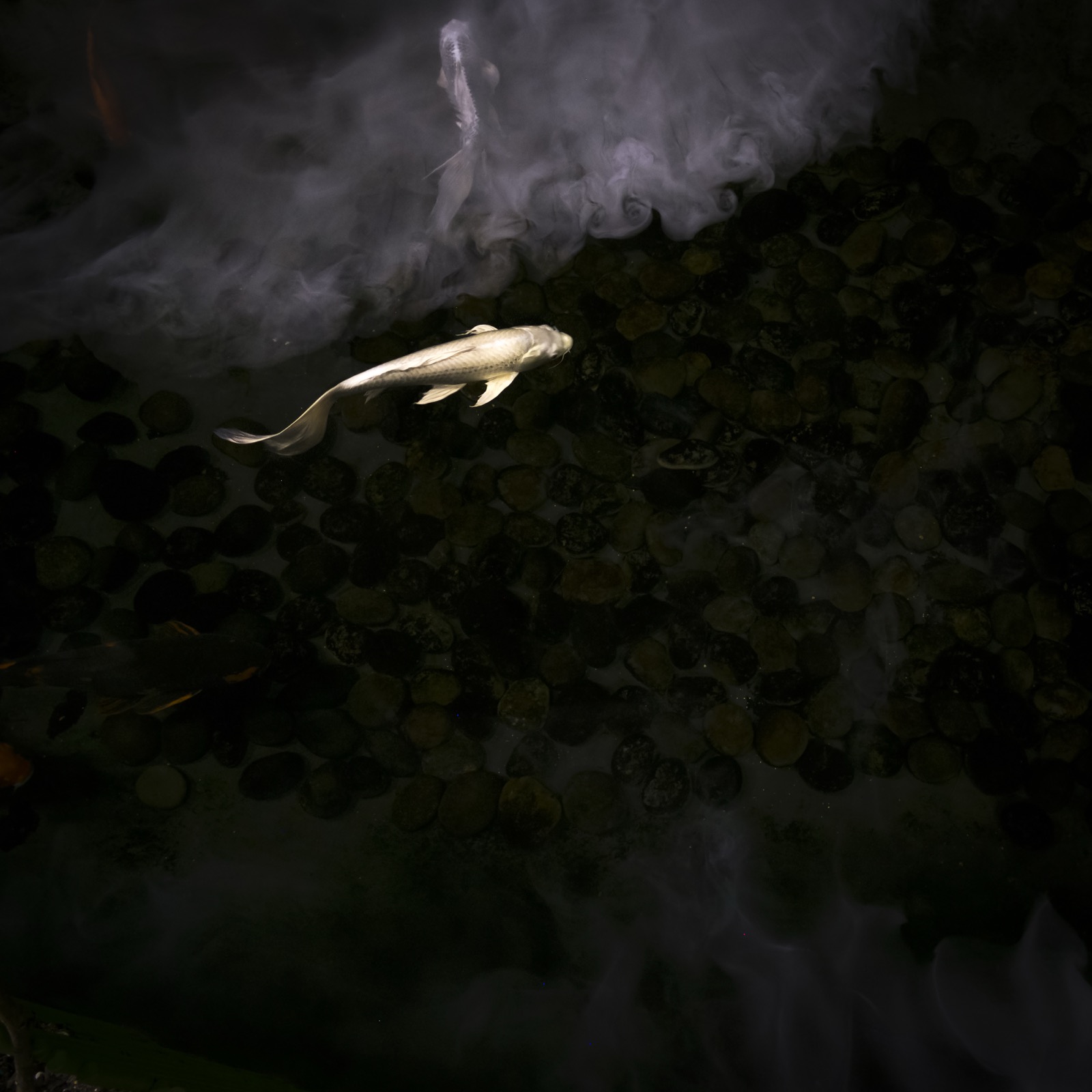 Cig Harvey, Gold & Silver Koi, New Orleans, Louisianna, 2015