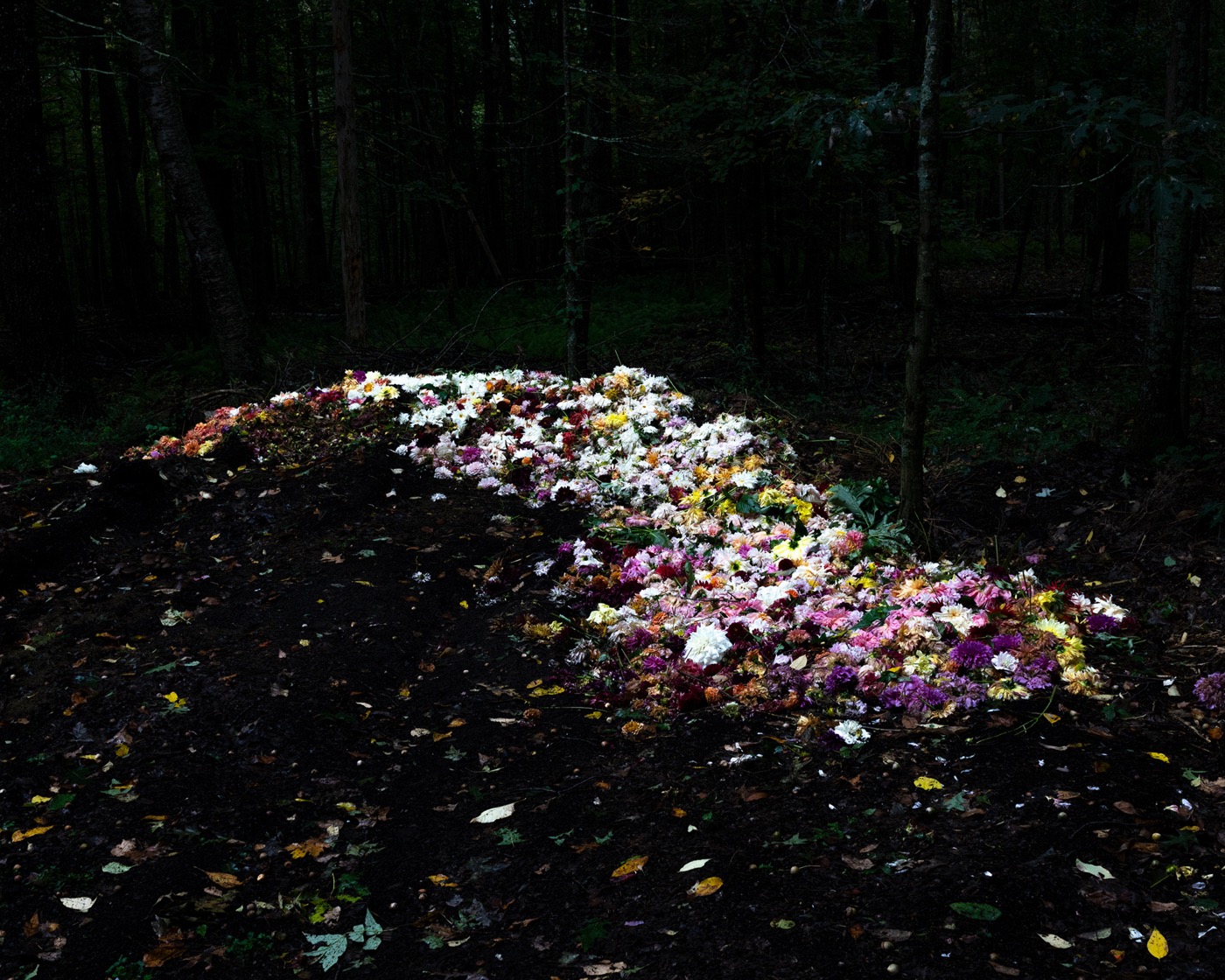 Cig Harvey, The Compost Heap, Camden, Maine, 2019