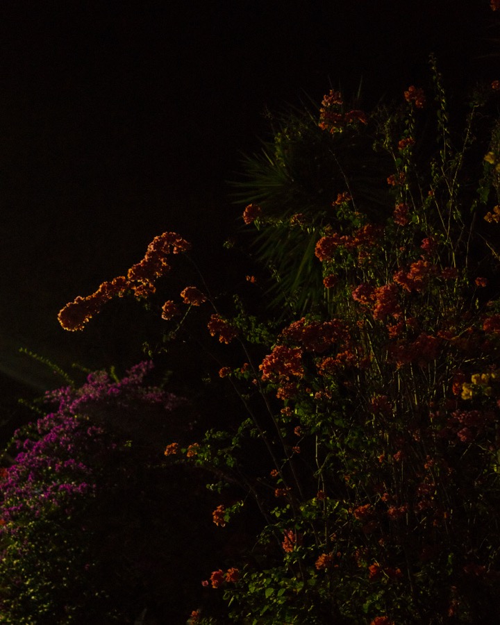 Cig Harvey, Midnight Bloom (Bougainvillea), 2018