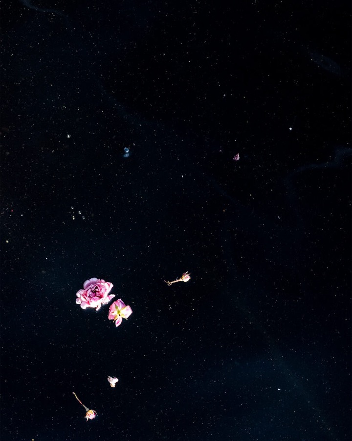 Cig Harvey, Roses (Floating), 2019