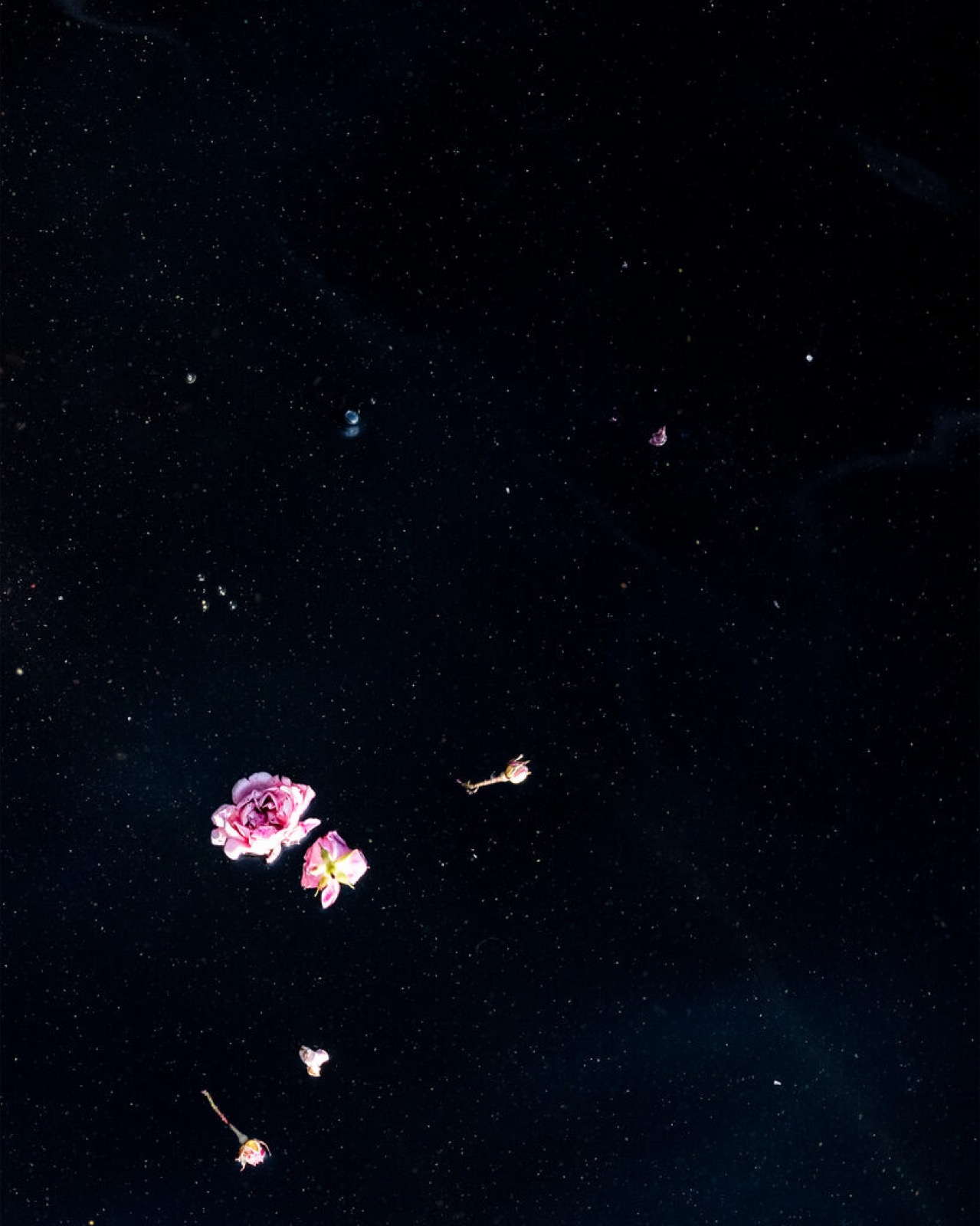 Cig Harvey, Roses (Floating), 2019