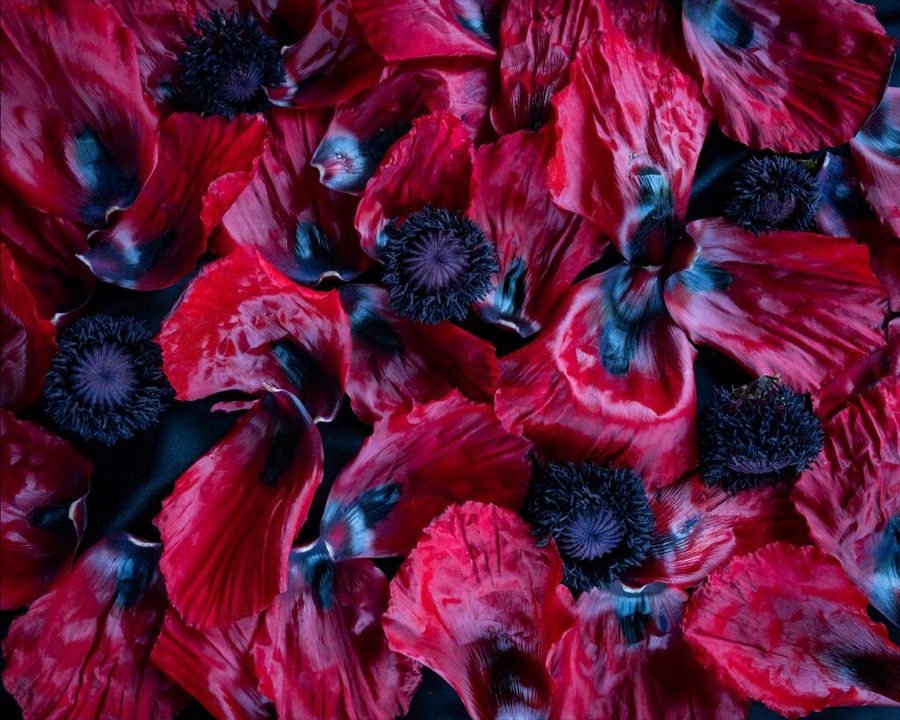 Cig Harvey, Poppies (Disassembled), 2020