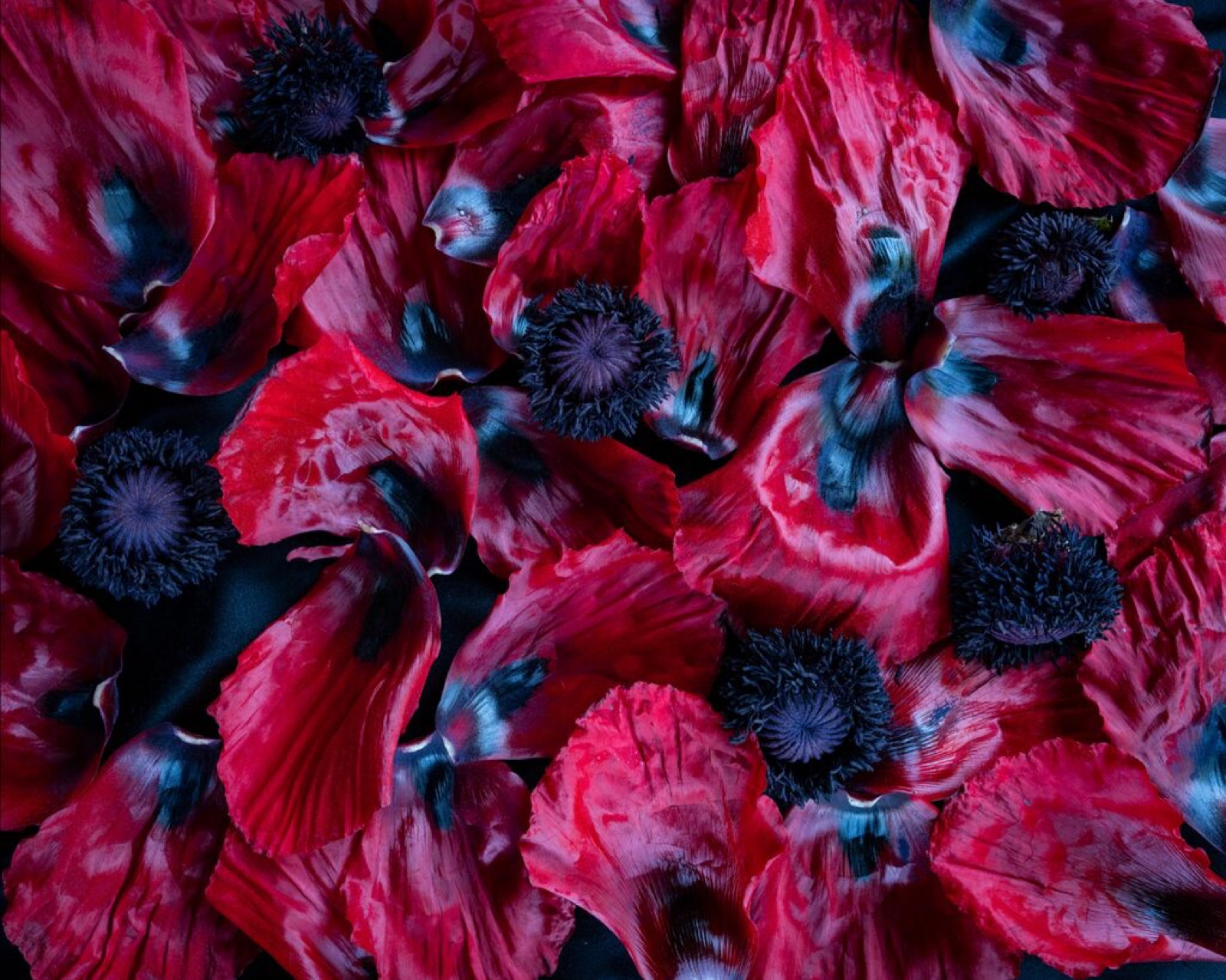 Cig Harvey, Poppies (Disassembled), 2020