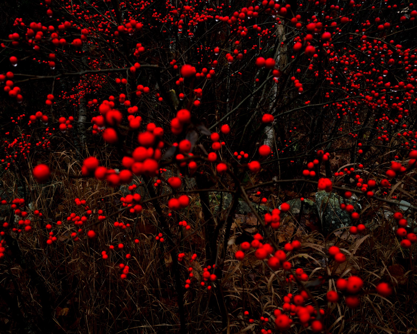 Cig Harvey, Winterberries, Camden, 2023