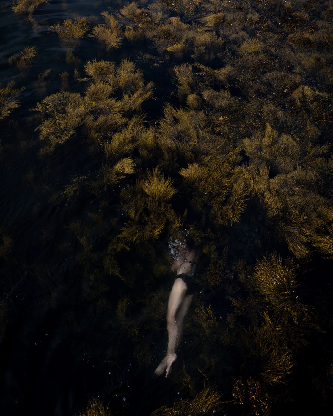 Cig Harvey, Winged Kelp and RockWeed, Elizabeth, 2025