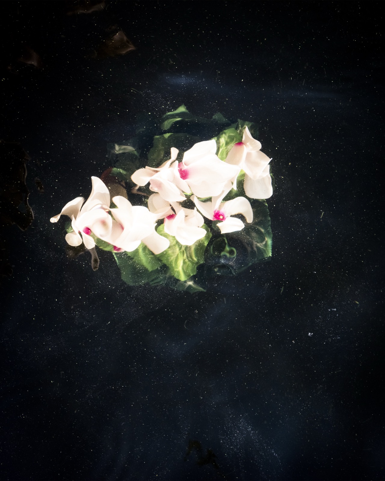 Cig Harvey, Cyclamen (Sinking), Lincolnville, Maine, 2019