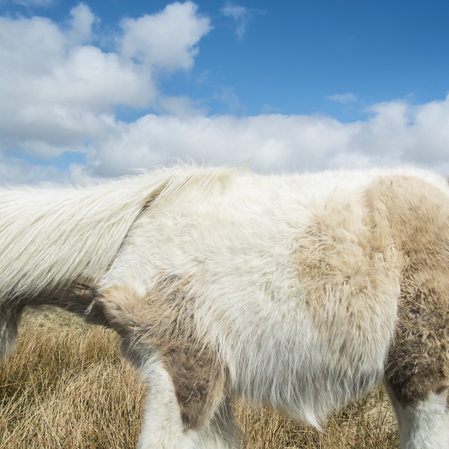 Cig Harvey, Dartmoor Pony and Sky, Devon, England, 2013