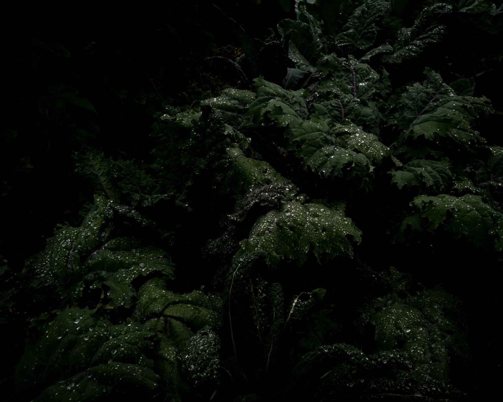 Cig Harvey, Night Garden, Eagle Island, Maine, 2021