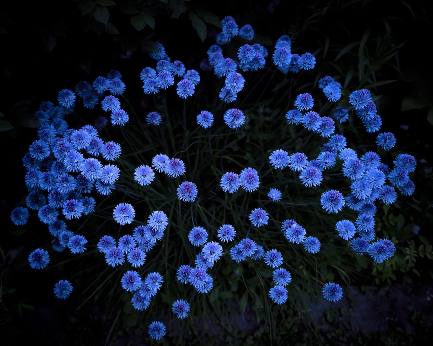 Cig Harvey, Chive Blossoms, Rockport, Maine, 2024