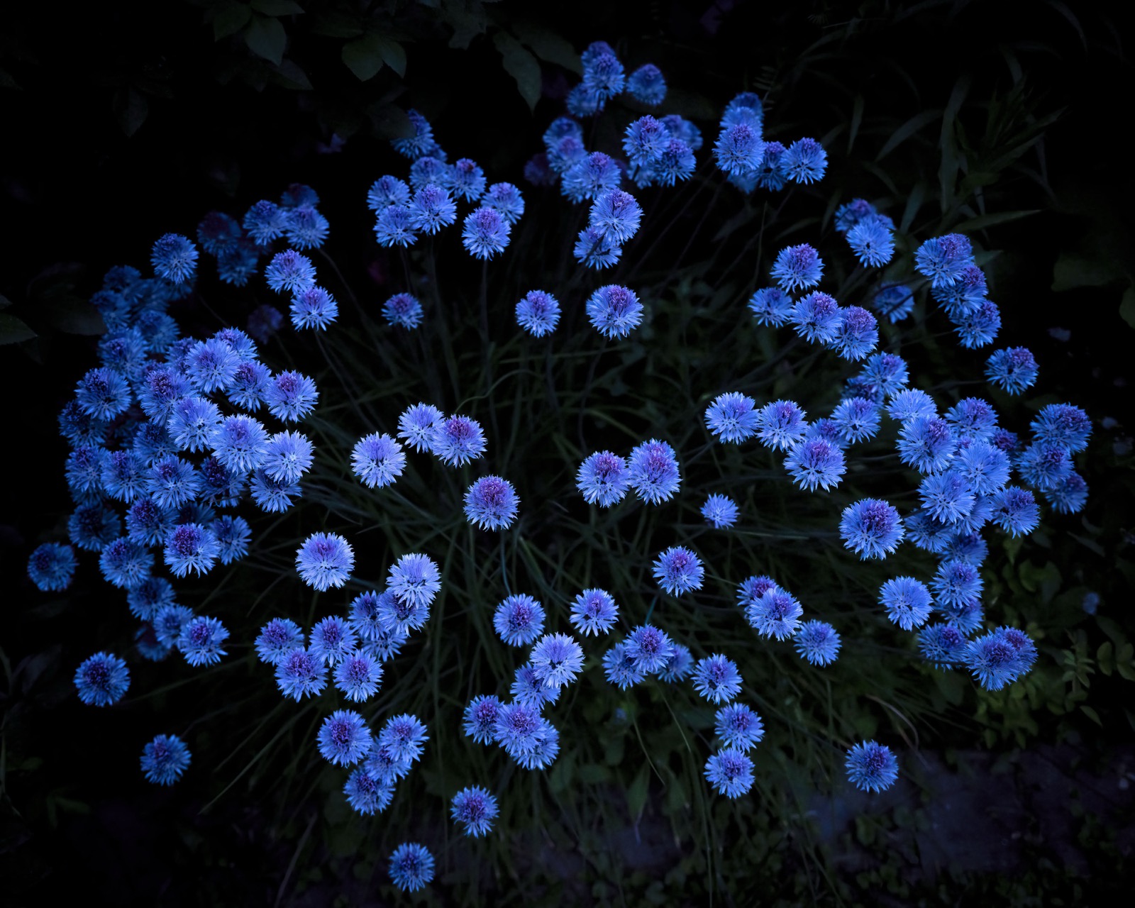 Cig Harvey, Chive Blossoms, Rockport, Maine, 2024