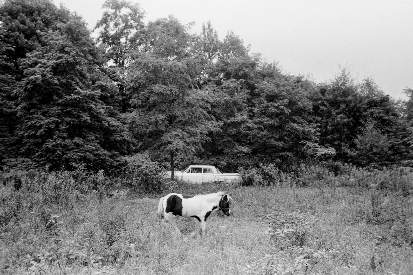 Clark Winter, Pasture, New Hampshire, 1971