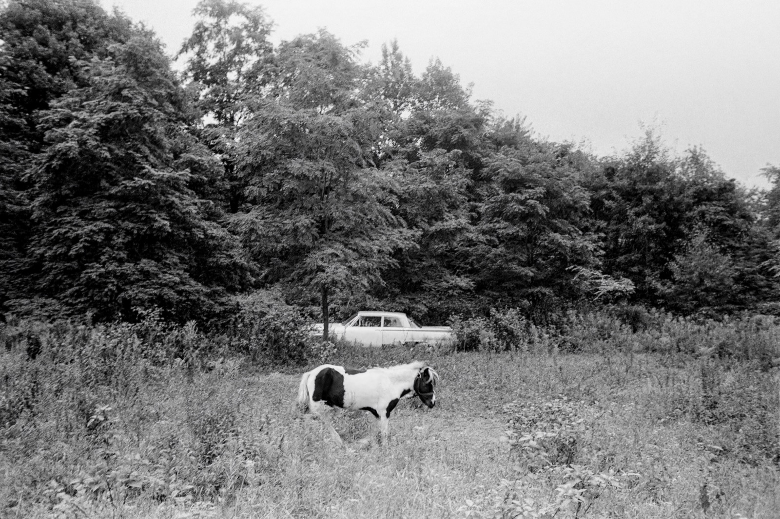 Clark Winter, Pasture, New Hampshire, 1971