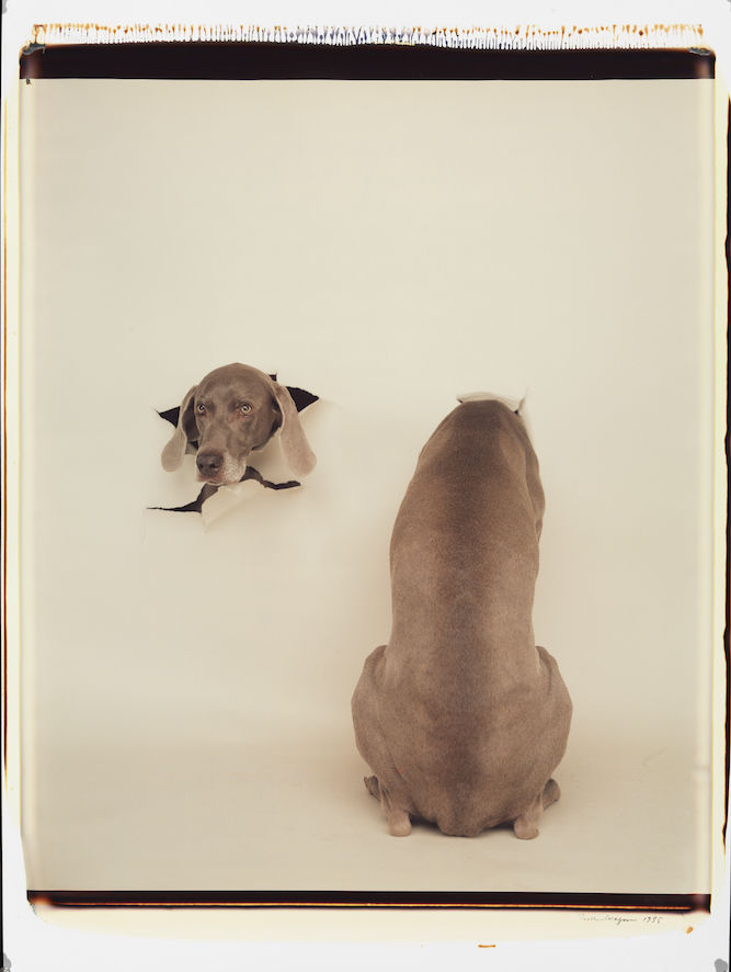 William Wegman, Ramón Masats and Sarah Moon at Arles, Les Rencontres de la Photographie: Animal Model, 200 years of Photography