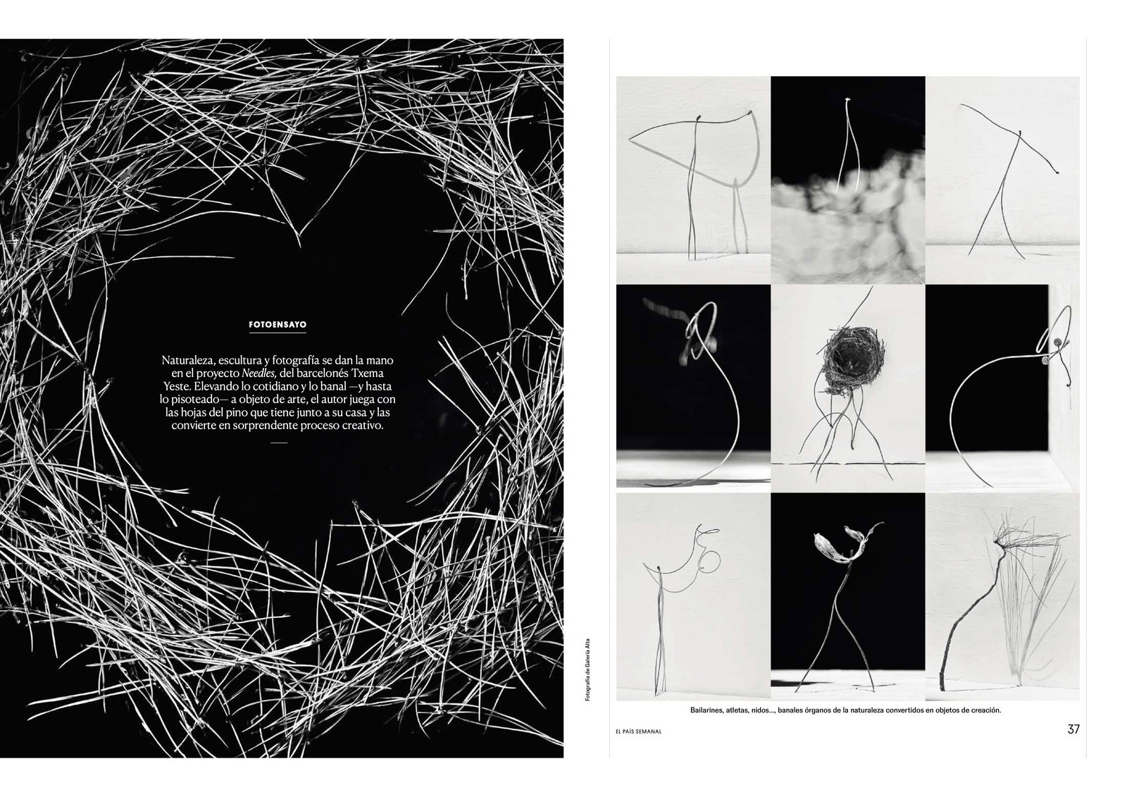 Pine needles, objects of art.
