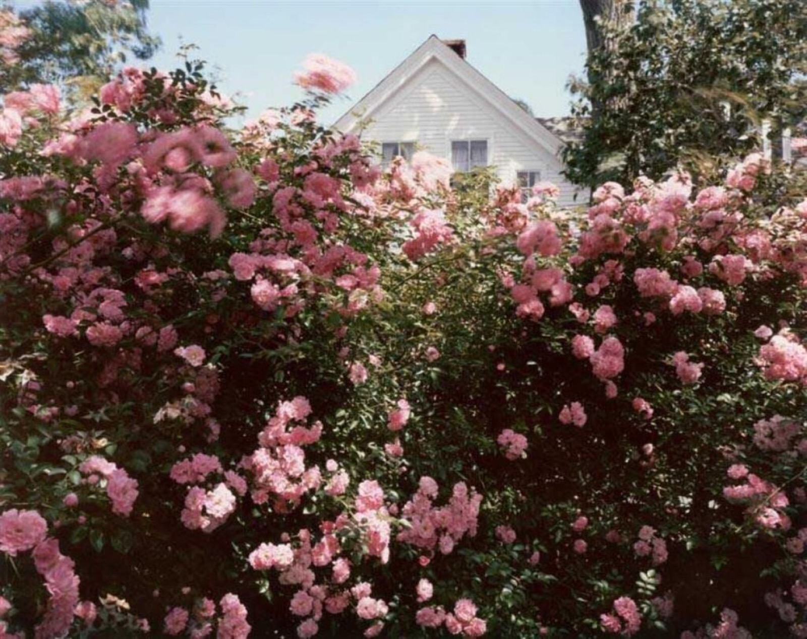 Joel Meyerowitz, Cape Cod Roses, 1983