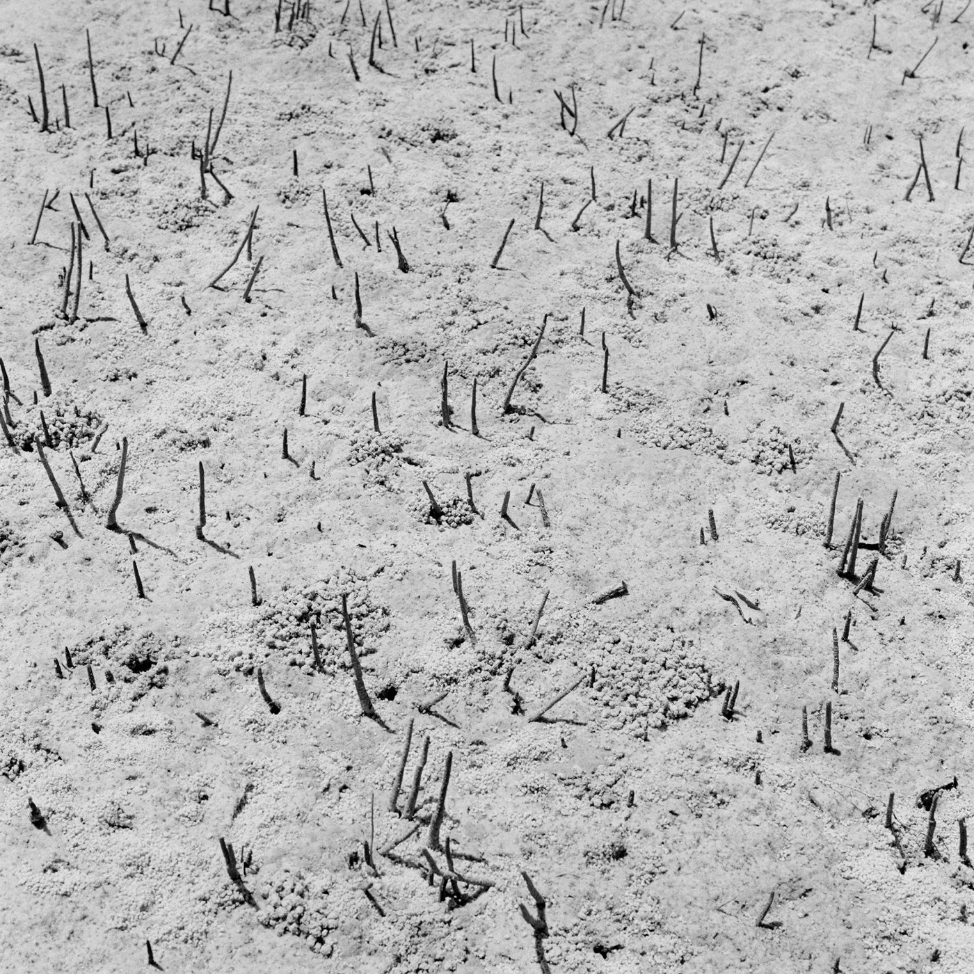 Pancho Saula, Grass, 2017